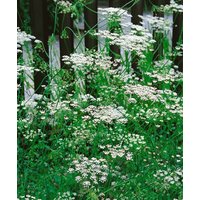 Kategorie <b>Produkt nicht gewünscht </b> - Pimpinella saxifraga