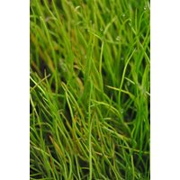 Kategorie <b>Stauden </b> - Pilularia globulifera