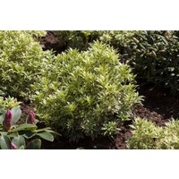 Kategorie <b>immergrüne Laubbäume </b> - Pieris japonica 'Variegata'