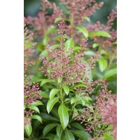 Rhododendren, Azaleen und Heide - Pieris japonica 'Valley Valentine'