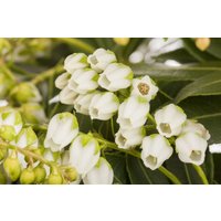 Rhododendren, Azaleen und Heide - Pieris japonica 'Sarabande'