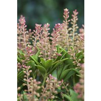 Rhododendren, Azaleen und Heide - Pieris japonica 'Purity'