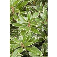 immergrüne Laubbäume - Pieris japonica 'Little Heath'