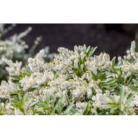 Rhododendren, Azaleen und Heide - Pieris japonica 'Cupido'