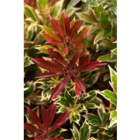 Rhododendren, Azaleen und Heide - Pieris japonica 'Carnaval'