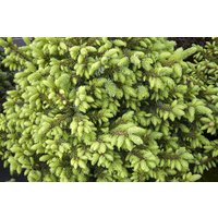 Nadelbäume u. Koniferen - Picea omorika 'Nana'