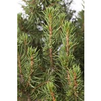 Kategorie <b>Nadelbäume u. Koniferen </b> - Picea glauca 'Zuckerhut'