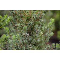 Nadelbäume u. Koniferen - Picea glauca 'Blue Wonder' -S-