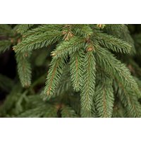 Nadelbäume u. Koniferen - Picea abies 'Inversa'