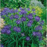 Kategorie <b>Produkt nicht gewünscht </b> - Phyteuma scheuchzeri