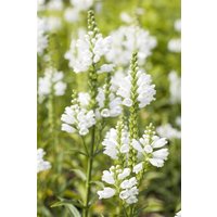Kategorie <b>Produkt nicht gewünscht </b> - Physostegia virginiana 'Summer Snow'