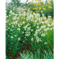 Kategorie <b>Produkt nicht gewünscht </b> - Physostegia virginiana 'Alba'