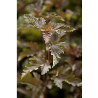 Kategorie <b>Produkt nicht gewünscht </b> - Physocarpus opulifolius 'Red Baron'