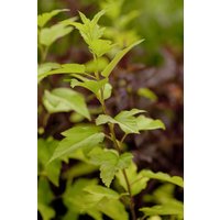Kategorie <b>Produkt nicht gewünscht </b> - Physocarpus opulifolius 'Angel Gold' -R-