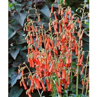 Stauden - Phygelius x rectus 'African Queen'