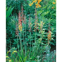 Kategorie <b>Produkt nicht gewünscht </b> - Phygelius capensis