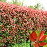 Kategorie <b>Hecken </b> - Photinia fraseri 'Red Robin'
