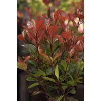 Kategorie <b>Hecken </b> - Photinia fraseri 'Little Red Robin'