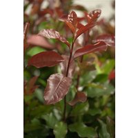 Kategorie <b>immergrüne Laubbäume </b> - Photinia fraseri 'Camilvy'