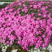 Kategorie <b>Stauden </b> - Phlox x procumbens 'Rosea'