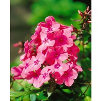 Kategorie <b>Produkt nicht gewünscht </b> - Phlox x arendsii 'Anja'