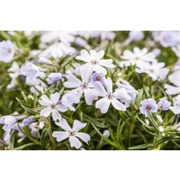 Kategorie <b>Stauden </b> - Phlox subulata 'White Delight'