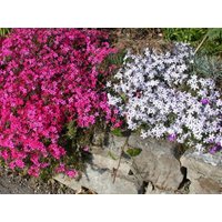 Kategorie <b>Stauden </b> - Phlox subulata 'Temiskaming'