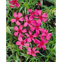 Kategorie <b>Stauden </b> - Phlox subulata 'Scarlet Flame'