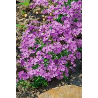Kategorie <b>Stauden </b> - Phlox subulata 'Purple Beauty'