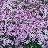 Kategorie <b>Stauden </b> - Phlox subulata 'Linner Traum'