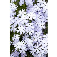 Kategorie <b>Stauden </b> - Phlox subulata 'Emerald Cushion Blue'