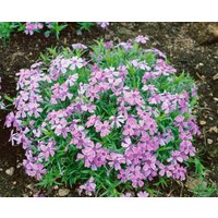 Kategorie <b>Stauden </b> - Phlox subulata 'Benita'