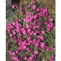 Kategorie <b>Stauden </b> - Phlox stolonifera 'Home Fires'
