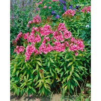Kategorie <b>Produkt nicht gewünscht </b> - Phlox paniculata 'Windsor'