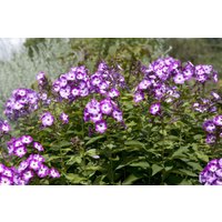 Kategorie <b>Produkt nicht gewünscht </b> - Phlox paniculata 'Wilhelm Kesselring'