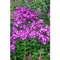Kategorie <b>Produkt nicht gewünscht </b> - Phlox paniculata 'Uspech'