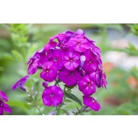 Kategorie <b>Produkt nicht gewünscht </b> - Phlox paniculata 'The King'