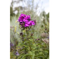 Kategorie <b>Produkt nicht gewünscht </b> - Phlox paniculata 'Starfire'