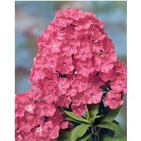 Kategorie <b>Produkt nicht gewünscht </b> - Phlox paniculata 'Rijnstroom'