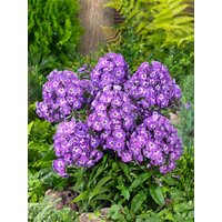 Kategorie <b>Produkt nicht gewünscht </b> - Phlox paniculata 'Purple Kiss'