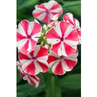 Kategorie <b>Produkt nicht gewünscht </b> - Phlox paniculata 'Peppermint Twist' -R-