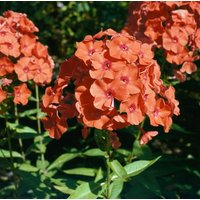 Kategorie <b>Produkt nicht gewünscht </b> - Phlox paniculata 'Orange Perfection'