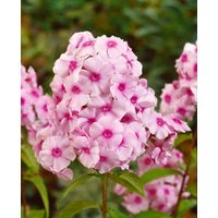 Kategorie <b>Produkt nicht gewünscht </b> - Phlox paniculata 'Kirmesländler'