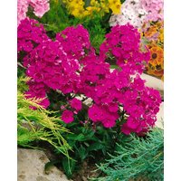 Kategorie <b>Produkt nicht gewünscht </b> - Phlox paniculata 'Kirchenfürst'