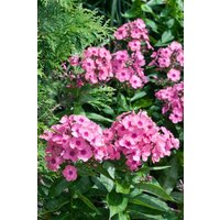 Kategorie <b>Produkt nicht gewünscht </b> - Phlox paniculata 'Jeff's Pink'