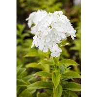 Kategorie <b>Produkt nicht gewünscht </b> - Phlox paniculata 'Fujiyama'
