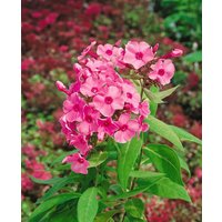 Kategorie <b>Produkt nicht gewünscht </b> - Phlox paniculata 'Flamingo'
