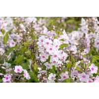 Kategorie <b>Produkt nicht gewünscht </b> - Phlox paniculata 'Europa'