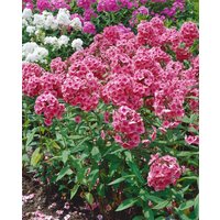 Kategorie <b>Produkt nicht gewünscht </b> - Phlox paniculata 'Dorffreude'