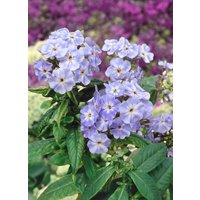 Kategorie <b>Produkt nicht gewünscht </b> - Phlox paniculata 'Blue Boy'